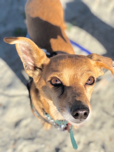 Raffi, an adoptable Dachshund, Chihuahua in Rolling Hills Estates, CA, 90274 | Photo Image 3