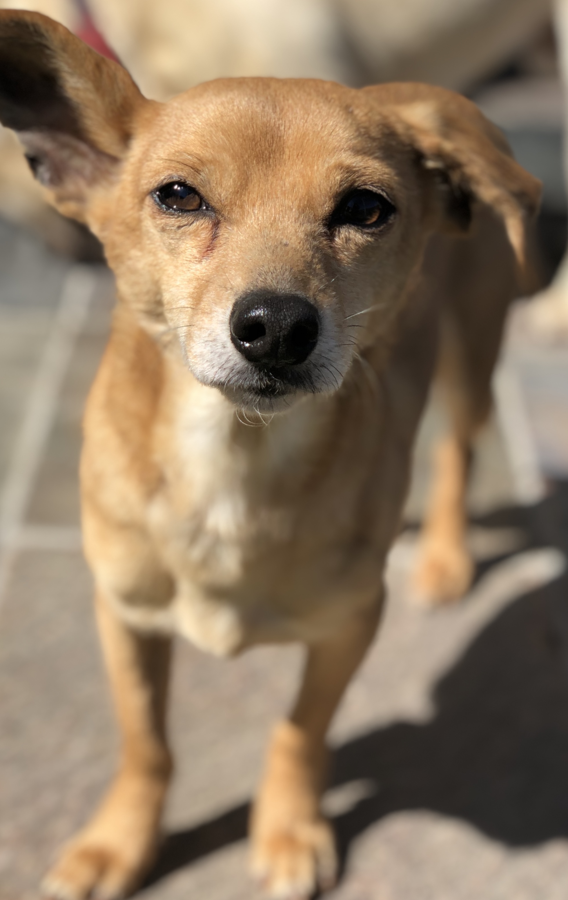 Raffi, an adoptable Dachshund, Chihuahua in Rolling Hills Estates, CA, 90274 | Photo Image 1