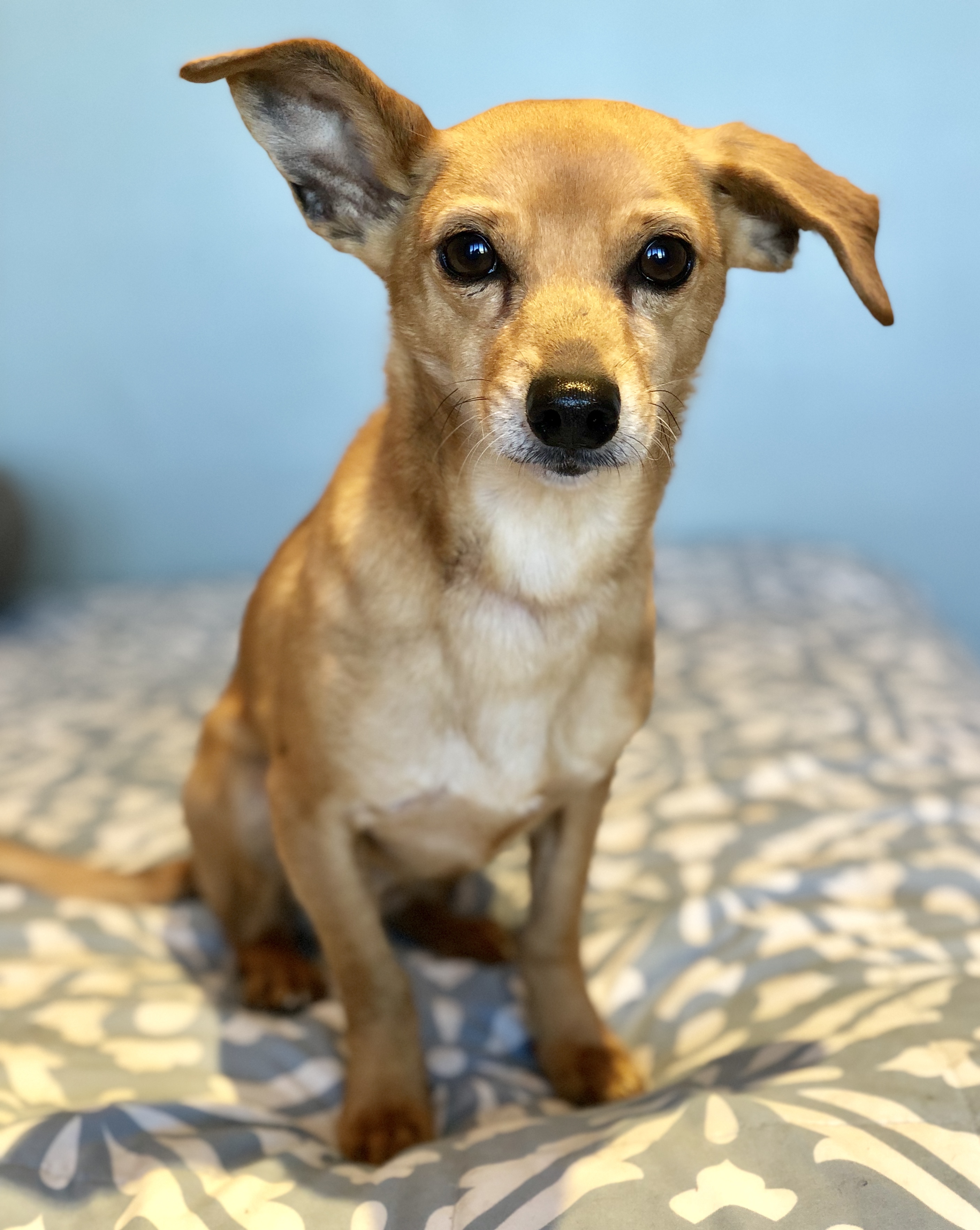 Raffi, an adoptable Dachshund, Chihuahua in Rolling Hills Estates, CA, 90274 | Photo Image 4