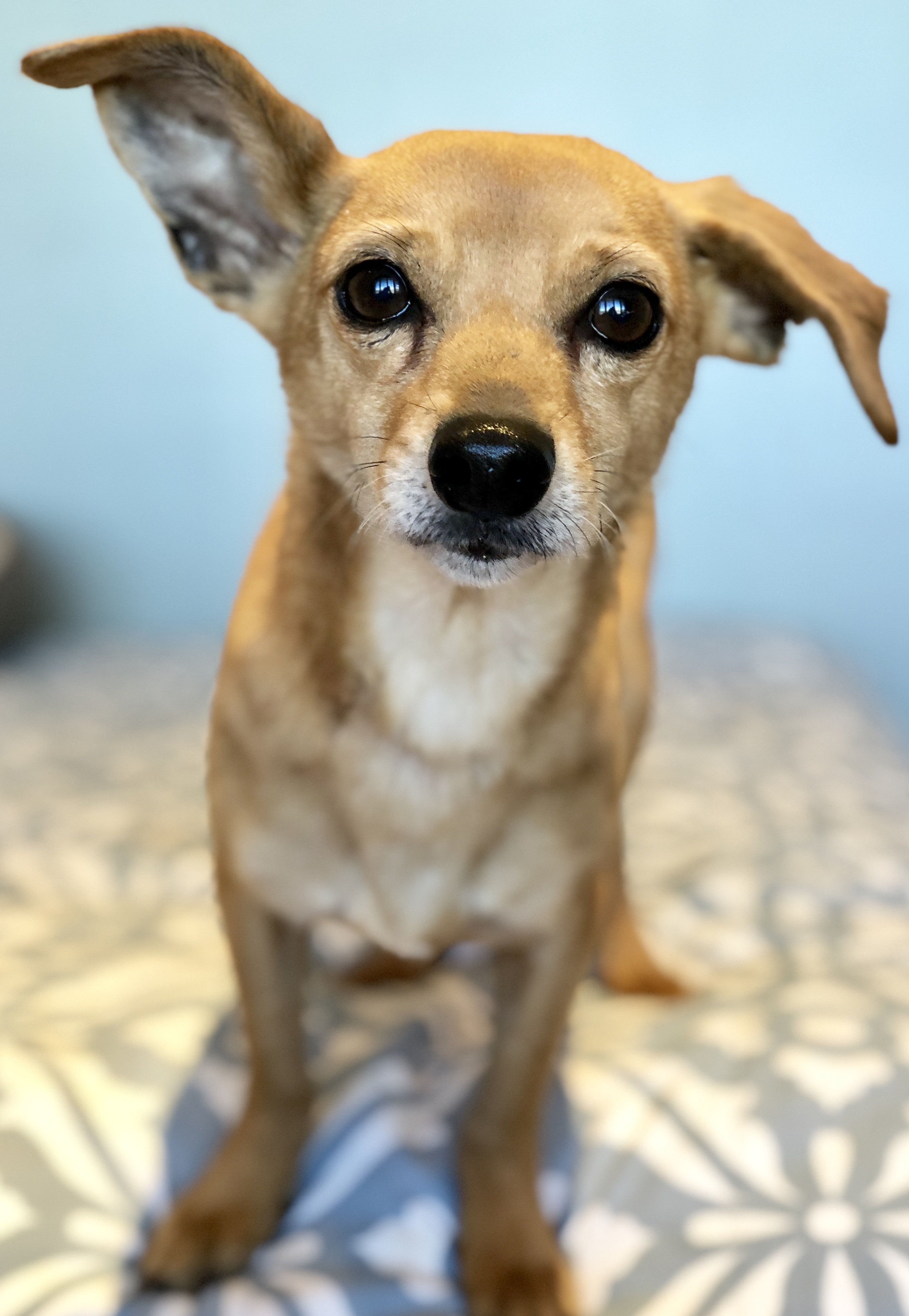 Raffi, an adoptable Dachshund, Chihuahua in Rolling Hills Estates, CA, 90274 | Photo Image 5
