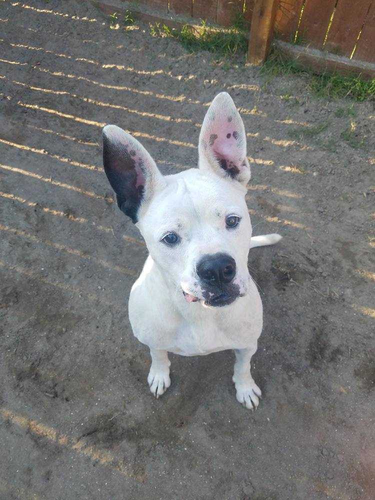 Harley, an adoptable American Bulldog, Mixed Breed in Ladson, SC, 29456 | Photo Image 2