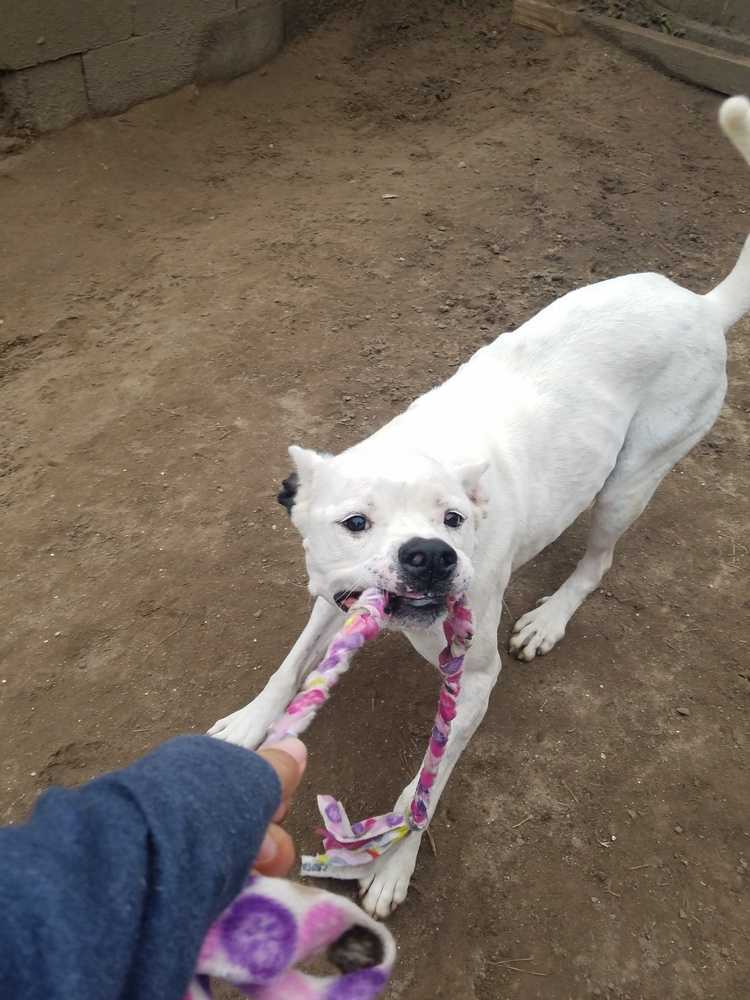 Harley, an adoptable American Bulldog, Mixed Breed in Ladson, SC, 29456 | Photo Image 3