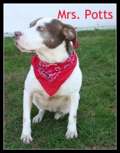 Mrs Potts, an adoptable Pointer, Terrier in Houston, TX, 77095 | Photo Image 1