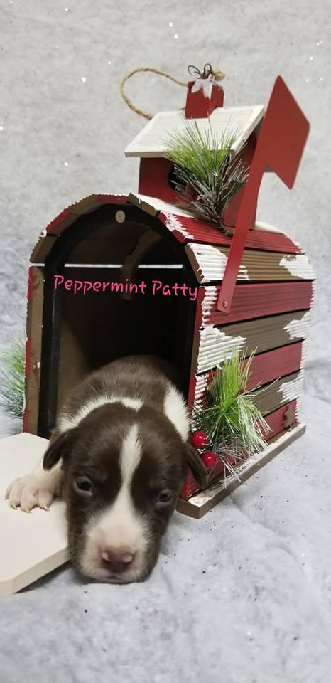 Peppermint Patty 2