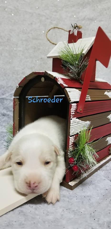 Schroeder 2