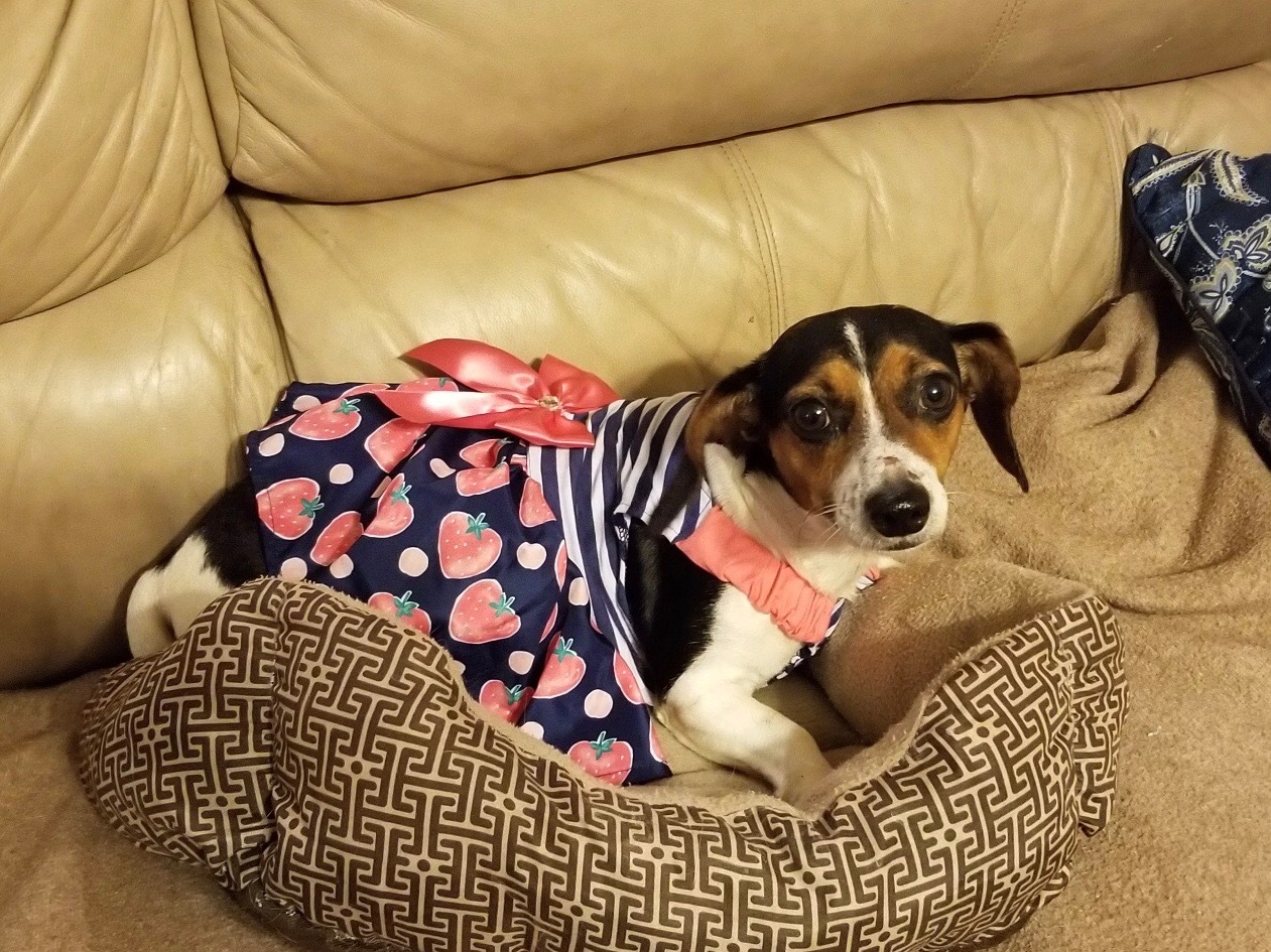 Daphne, an adoptable Beagle, Chihuahua in Orlando, FL, 32825 | Photo Image 2