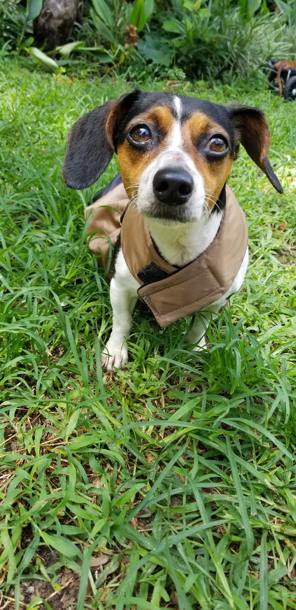 Daphne, an adoptable Beagle, Chihuahua in Orlando, FL, 32825 | Photo Image 3