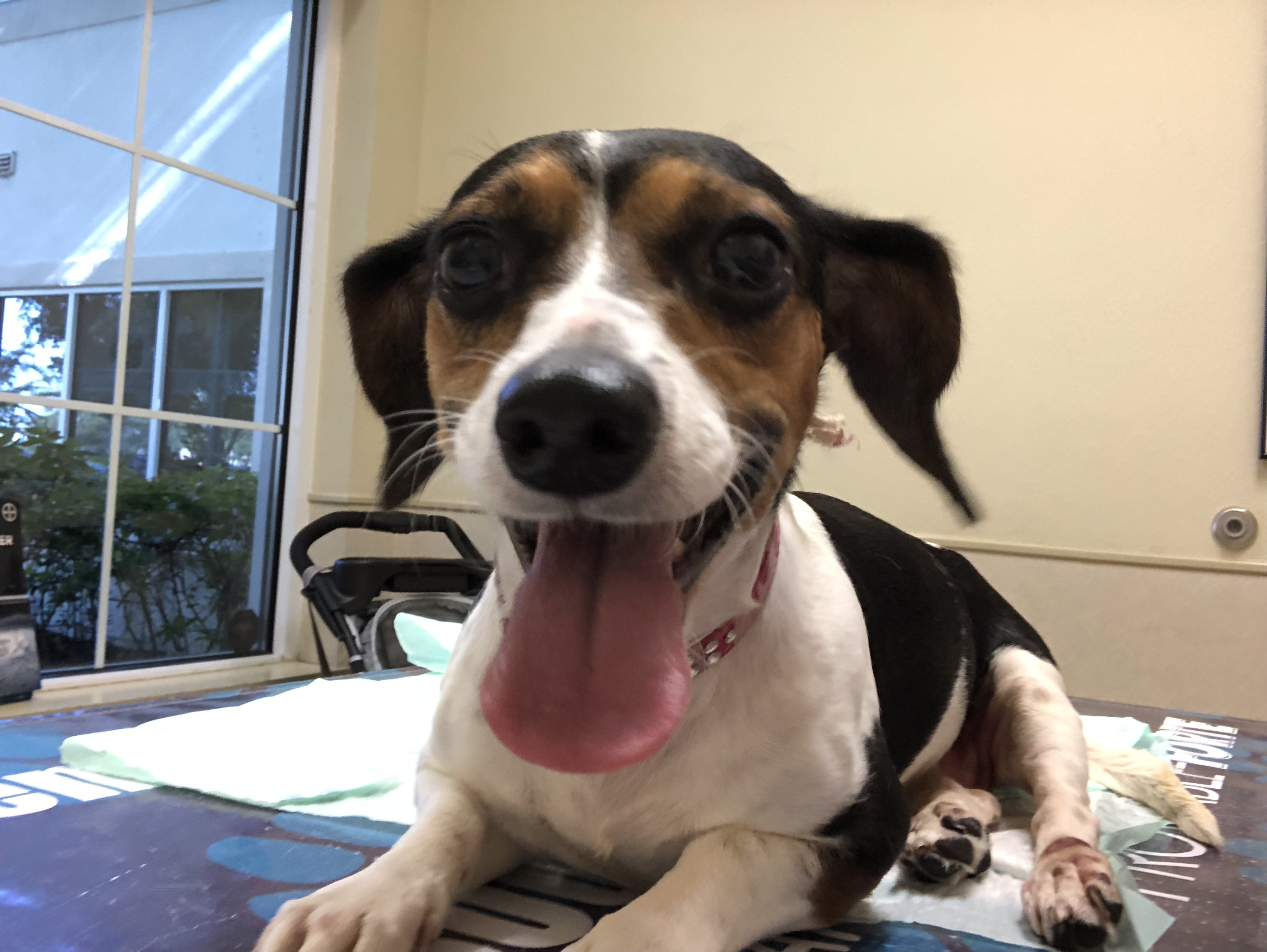 Daphne, an adoptable Beagle, Chihuahua in Orlando, FL, 32825 | Photo Image 1