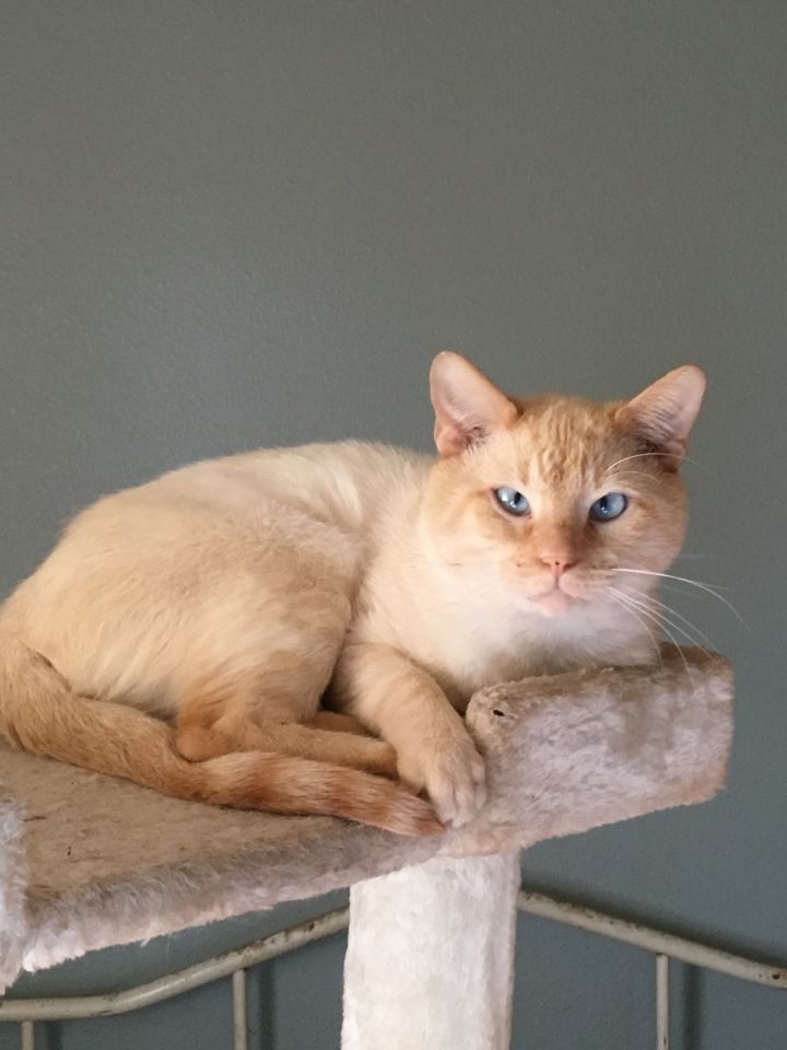 flame point cat for sale