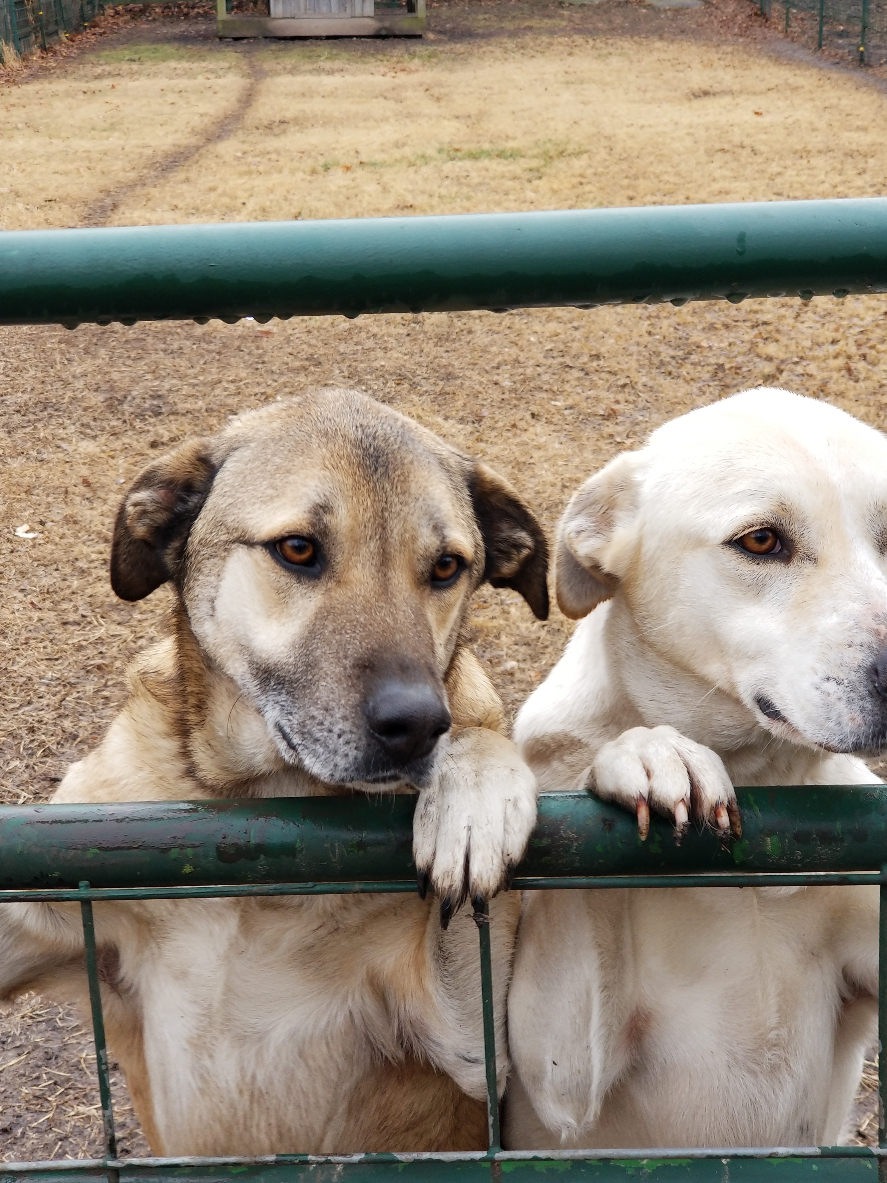 Lucy & Denali (Bonded Pair), an adoptable Mixed Breed in Leon, KS, 67074 | Photo Image 1