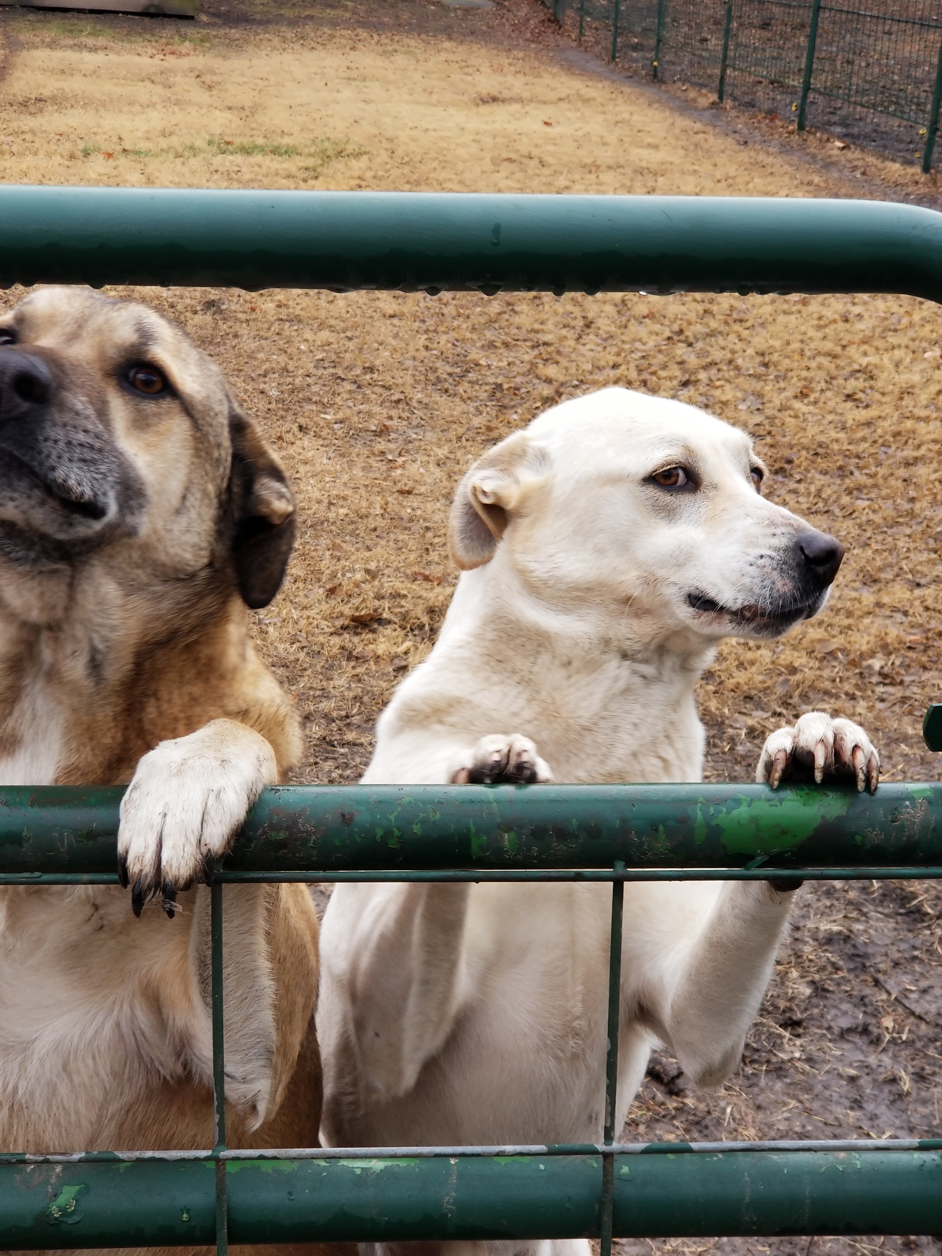 Lucy & Denali (Bonded Pair), an adoptable Mixed Breed in Leon, KS, 67074 | Photo Image 3