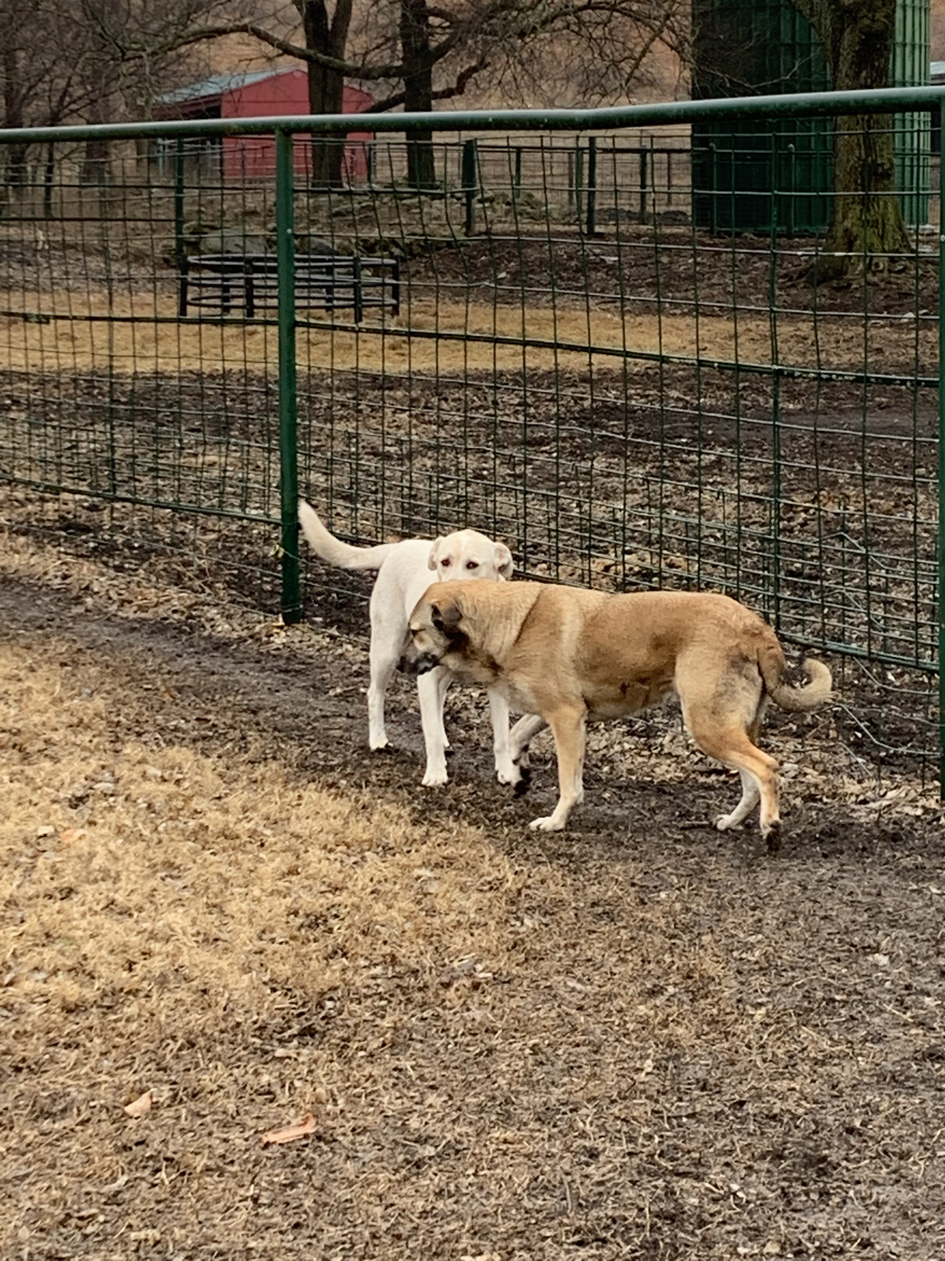 Lucy & Denali (Bonded Pair), an adoptable Mixed Breed in Leon, KS, 67074 | Photo Image 4
