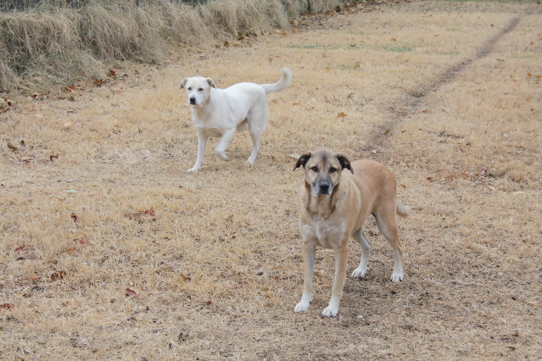 Lucy & Denali (Bonded Pair), an adoptable Mixed Breed in Leon, KS, 67074 | Photo Image 5