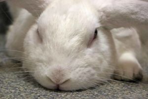 Introducing Huey This big beautiful boy is one of the friendliest buns youll ever meet Huey is pl