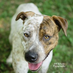 Dog For Adoption Two Face A Pit Bull Terrier Mix In House