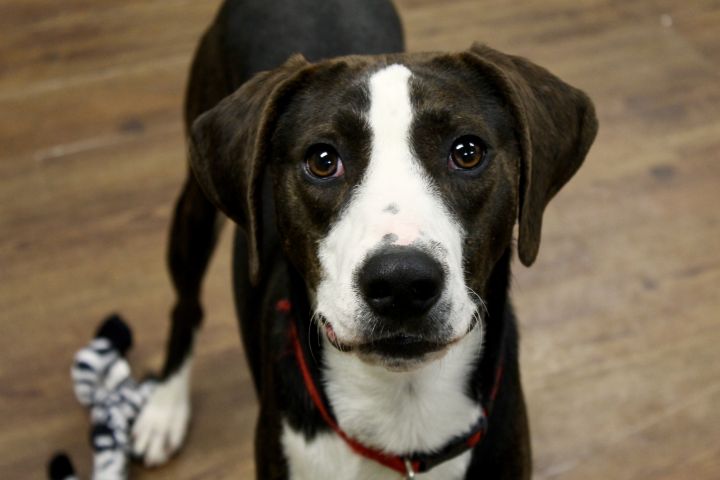 George, an adoptable Hound Mix in Lake Odessa, MI