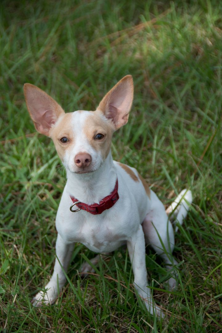 Bobby, an adopted Chihuahua & Dachshund Mix in Lake Worth, FL_image-5