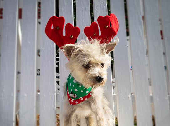 Ralphie, an adopted Yorkshire Terrier & Terrier Mix in Lake Worth, FL_image-1