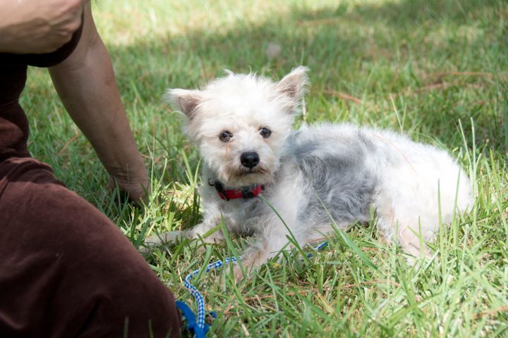 Ralphie, an adopted Yorkshire Terrier & Terrier Mix in Lake Worth, FL_image-2