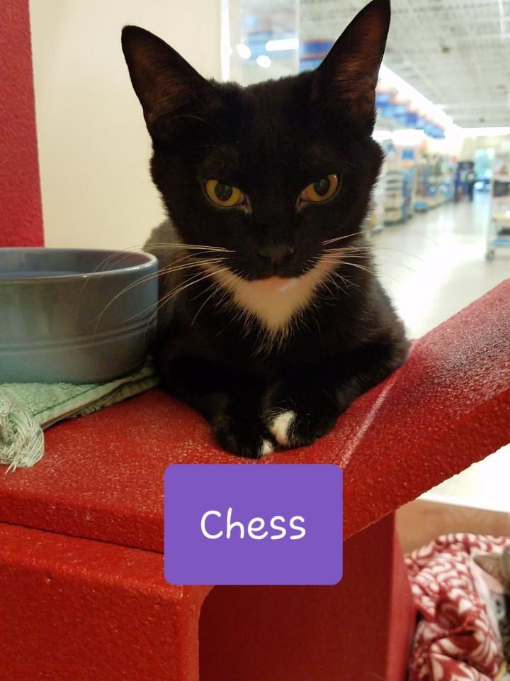 Chess - Adoption Fee Sponsored 3