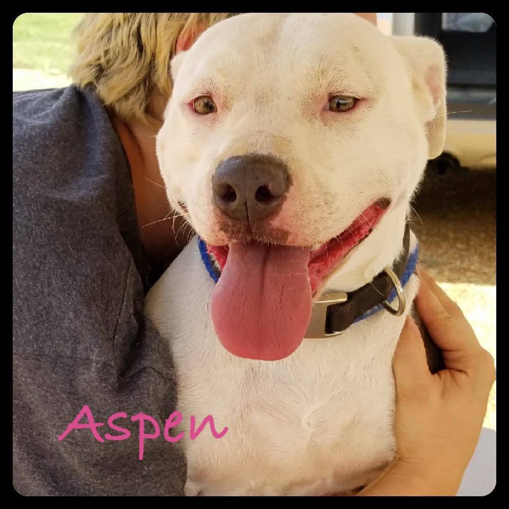 Aspen, an adoptable Pit Bull Terrier in Tunica, MS, 38676 | Photo Image 1
