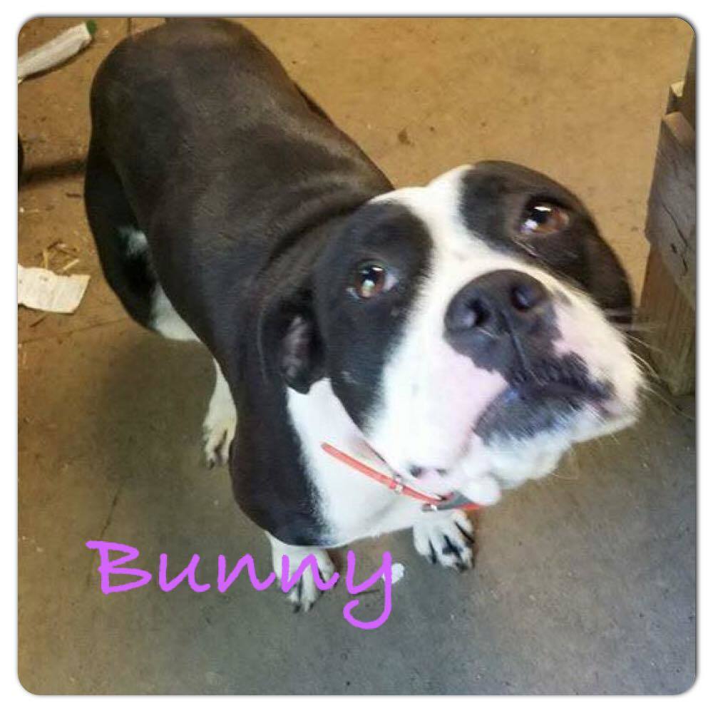 Bunny, an adoptable Beagle in Tunica, MS, 38676 | Photo Image 1