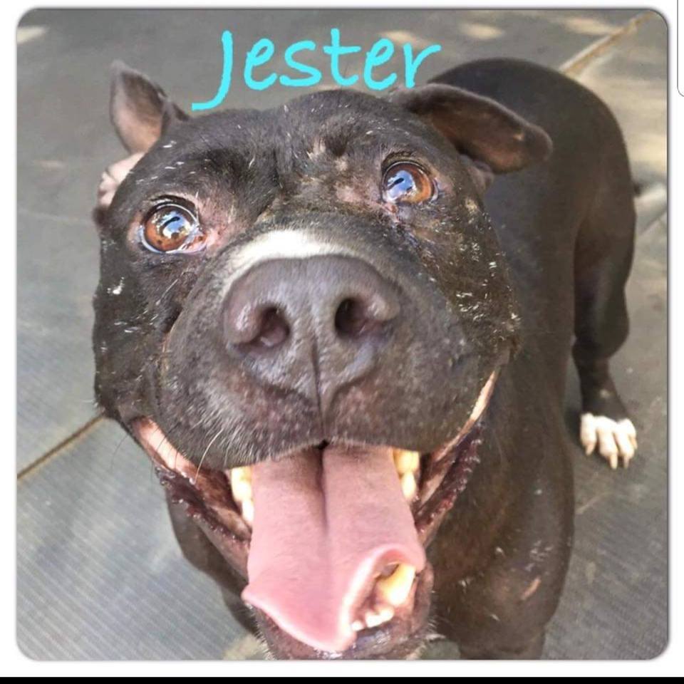Jester, an adoptable Mixed Breed in Tunica, MS, 38676 | Photo Image 1