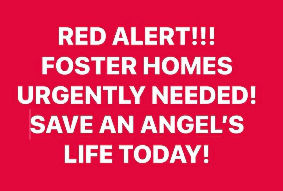 FOSTER HOMES NEEDED