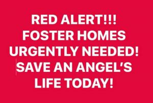 FOSTER HOMES NEEDED, Adult Female Cocker Spaniel