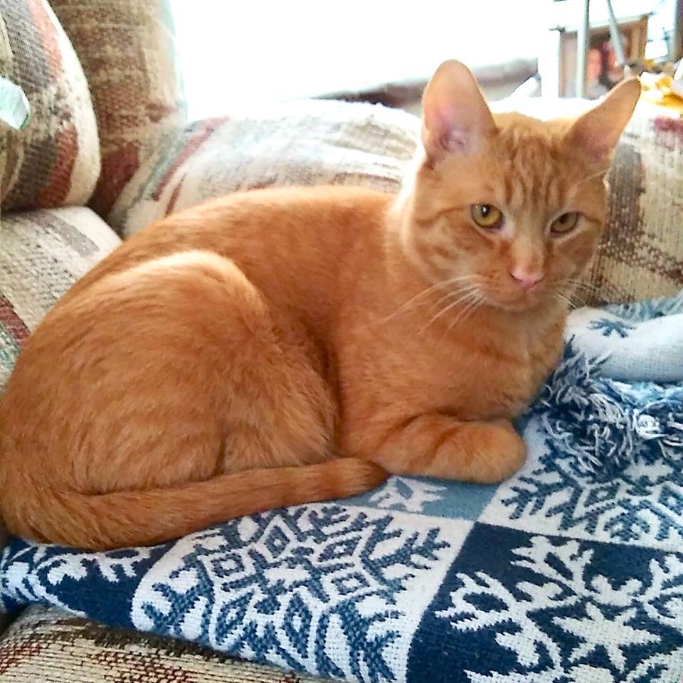 Freddy, an adoptable Domestic Short Hair in Naugatuck, CT, 06770 | Photo Image 1