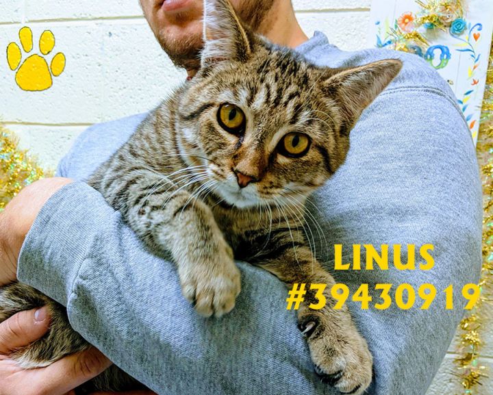 Linus 1