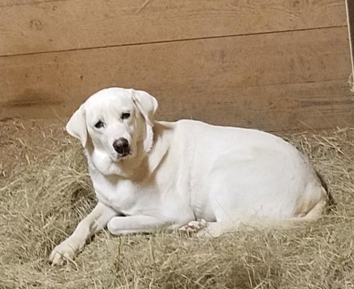 Tyana, an adoptable Akbash, Anatolian Shepherd in Whitewright, TX, 75491 | Photo Image 1