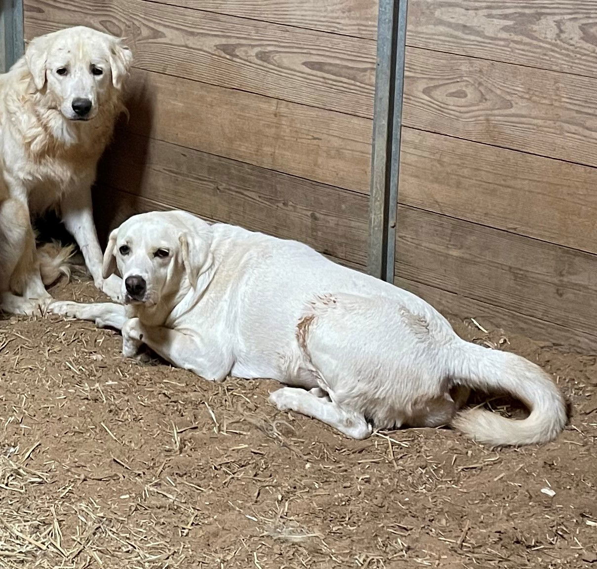 Tyana, an adoptable Akbash, Anatolian Shepherd in Whitewright, TX, 75491 | Photo Image 2