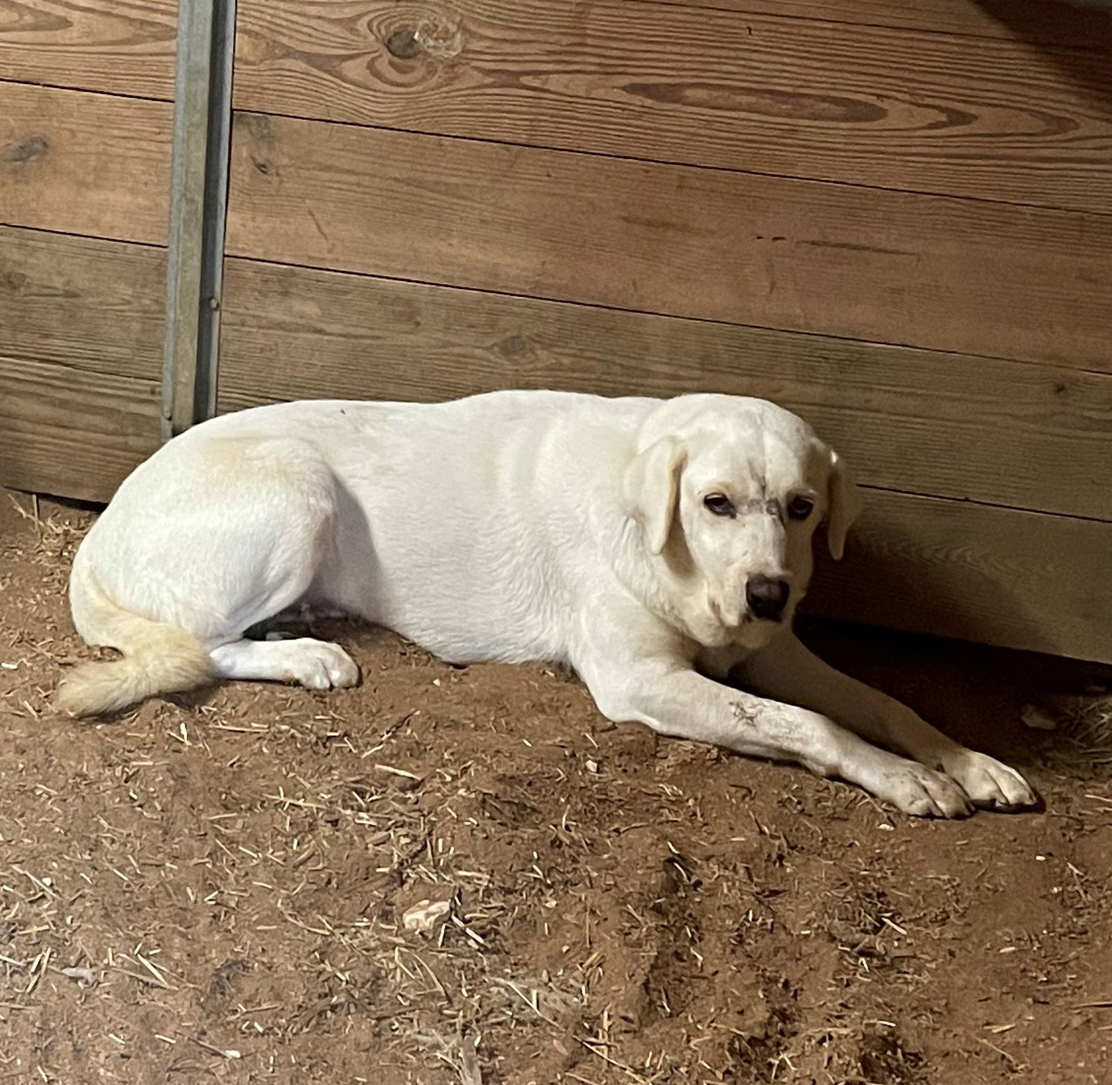 Tyana, an adoptable Akbash, Anatolian Shepherd in Whitewright, TX, 75491 | Photo Image 3