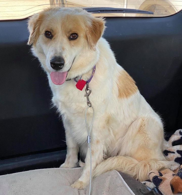 Nell, an adoptable Great Pyrenees & Brittany Spaniel Mix in Whitewright, TX_image-1