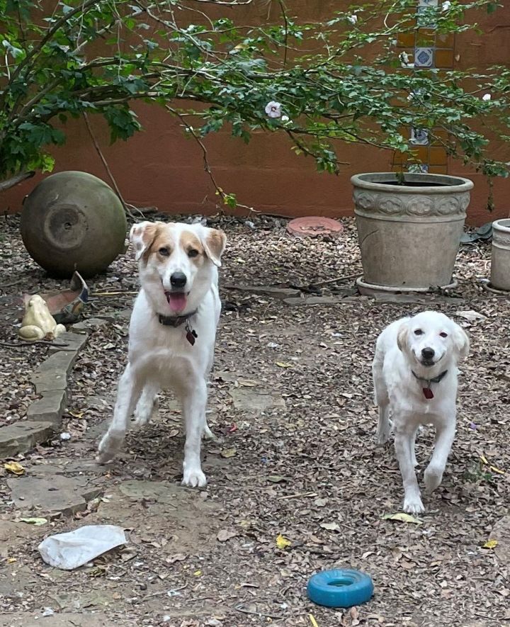 Nell, an adoptable Great Pyrenees & Brittany Spaniel Mix in Whitewright, TX_image-2