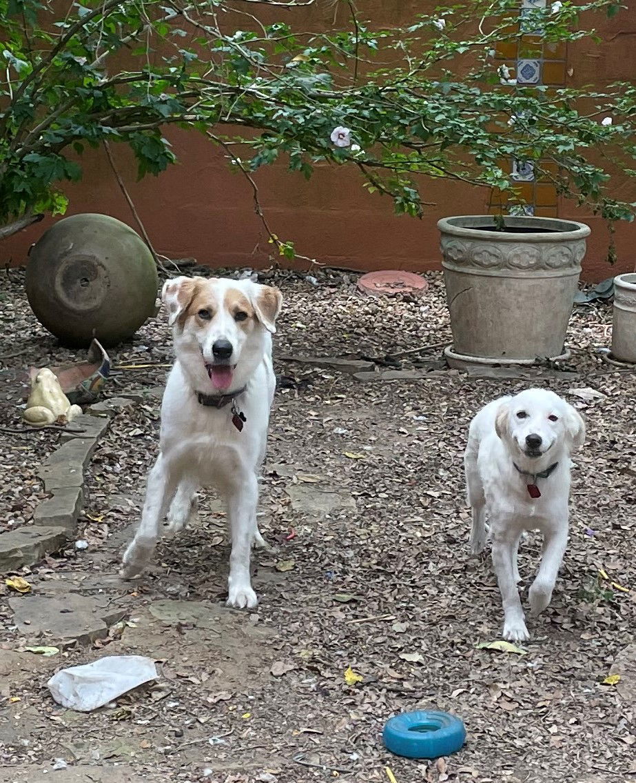 Nell, an adoptable Great Pyrenees, Brittany Spaniel in Whitewright, TX, 75491 | Photo Image 2