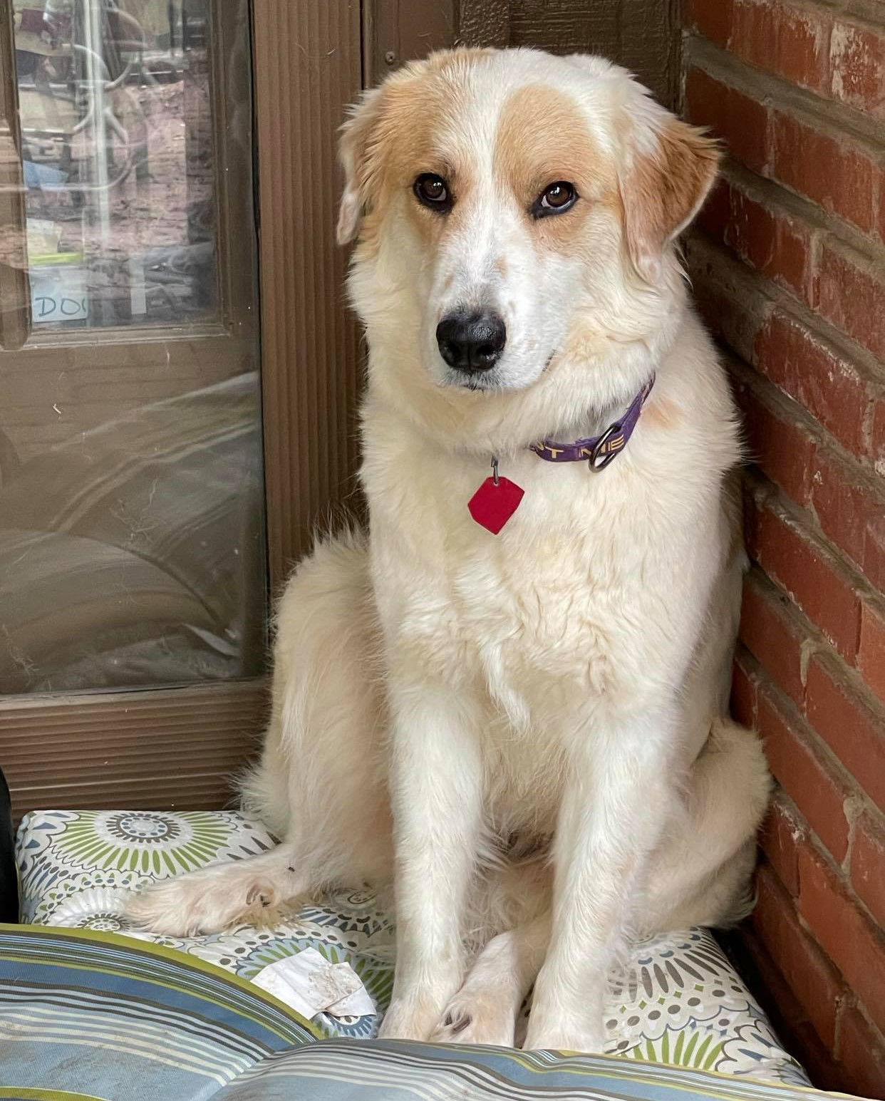 Nell, an adoptable Great Pyrenees, Brittany Spaniel in Whitewright, TX, 75491 | Photo Image 3