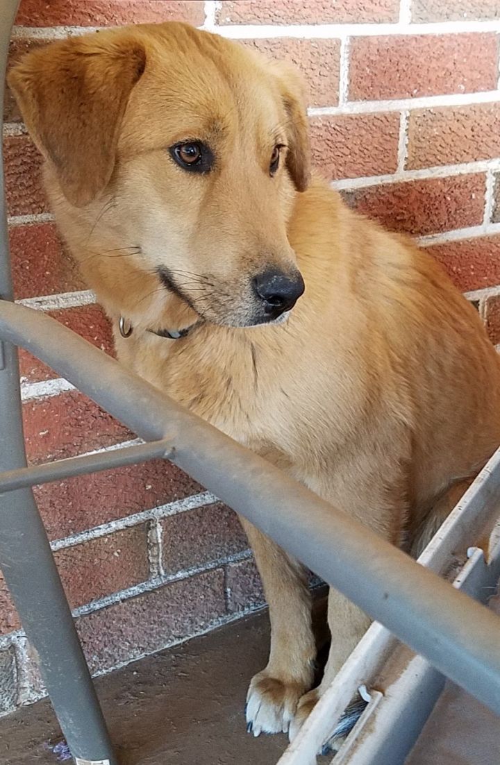 great pyrenees red heeler mix