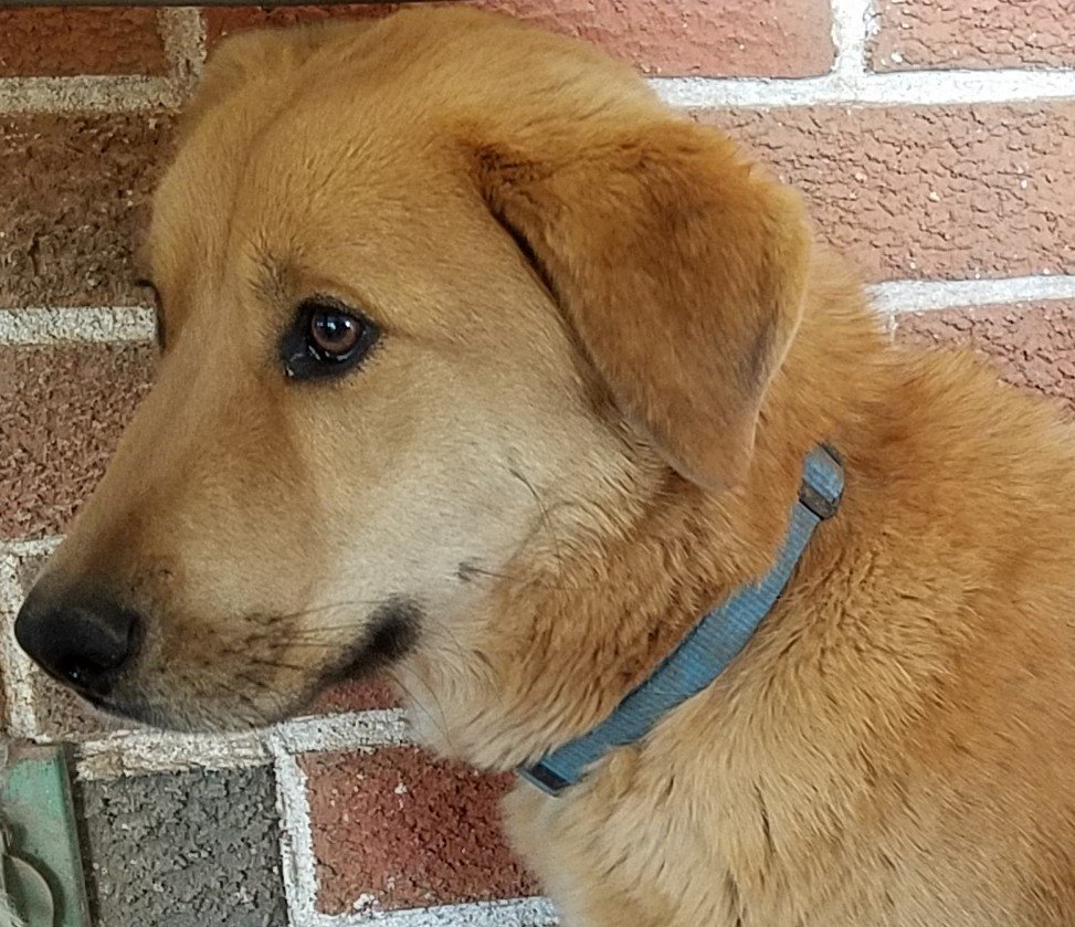 Maynard, an adoptable Great Pyrenees, Australian Cattle Dog / Blue Heeler in Whitewright, TX, 75491 | Photo Image 2