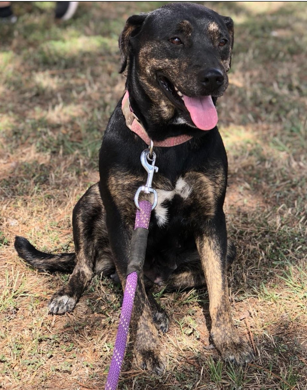 Ladie, an adoptable Mixed Breed in Cat Spring, TX, 78933 | Photo Image 2