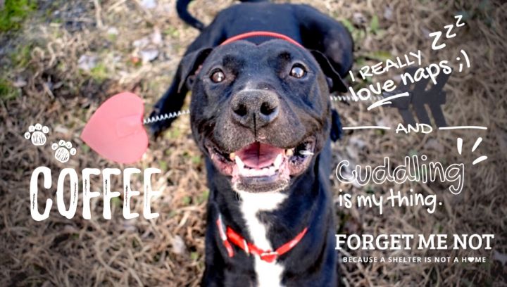 Coffee, an adopted Pit Bull Terrier Mix in Disputanta, VA_image-2