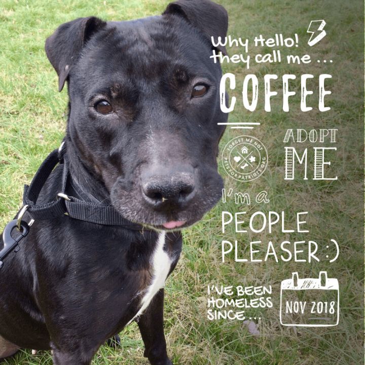Coffee, an adopted Pit Bull Terrier Mix in Disputanta, VA_image-3