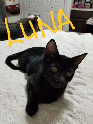 luna