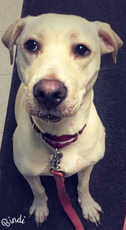 Bindi, an adoptable Labrador Retriever in Altoona, PA, 16602 | Photo Image 2