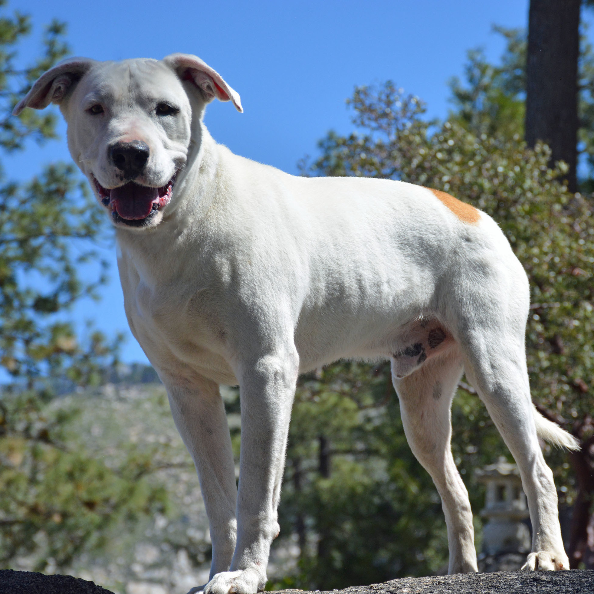 Spotty, an adoptable American Bulldog in Mountain Center, CA, 92561 | Photo Image 1