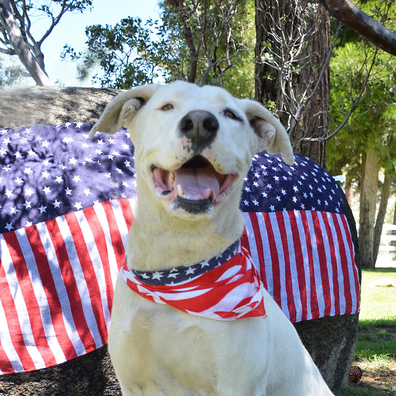 Spotty, an adoptable American Bulldog in Mountain Center, CA, 92561 | Photo Image 2