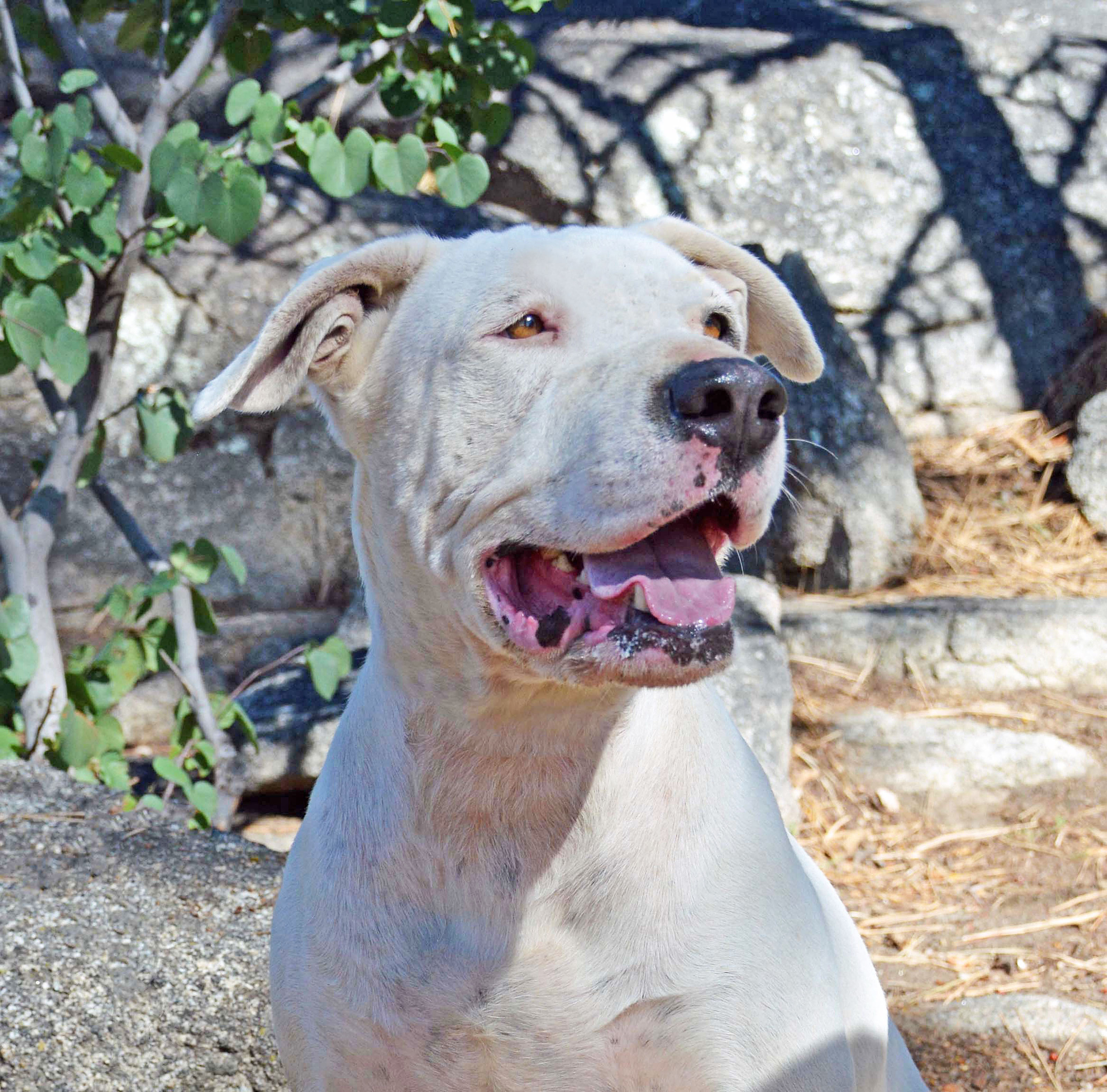 Spotty, an adoptable American Bulldog in Mountain Center, CA, 92561 | Photo Image 3