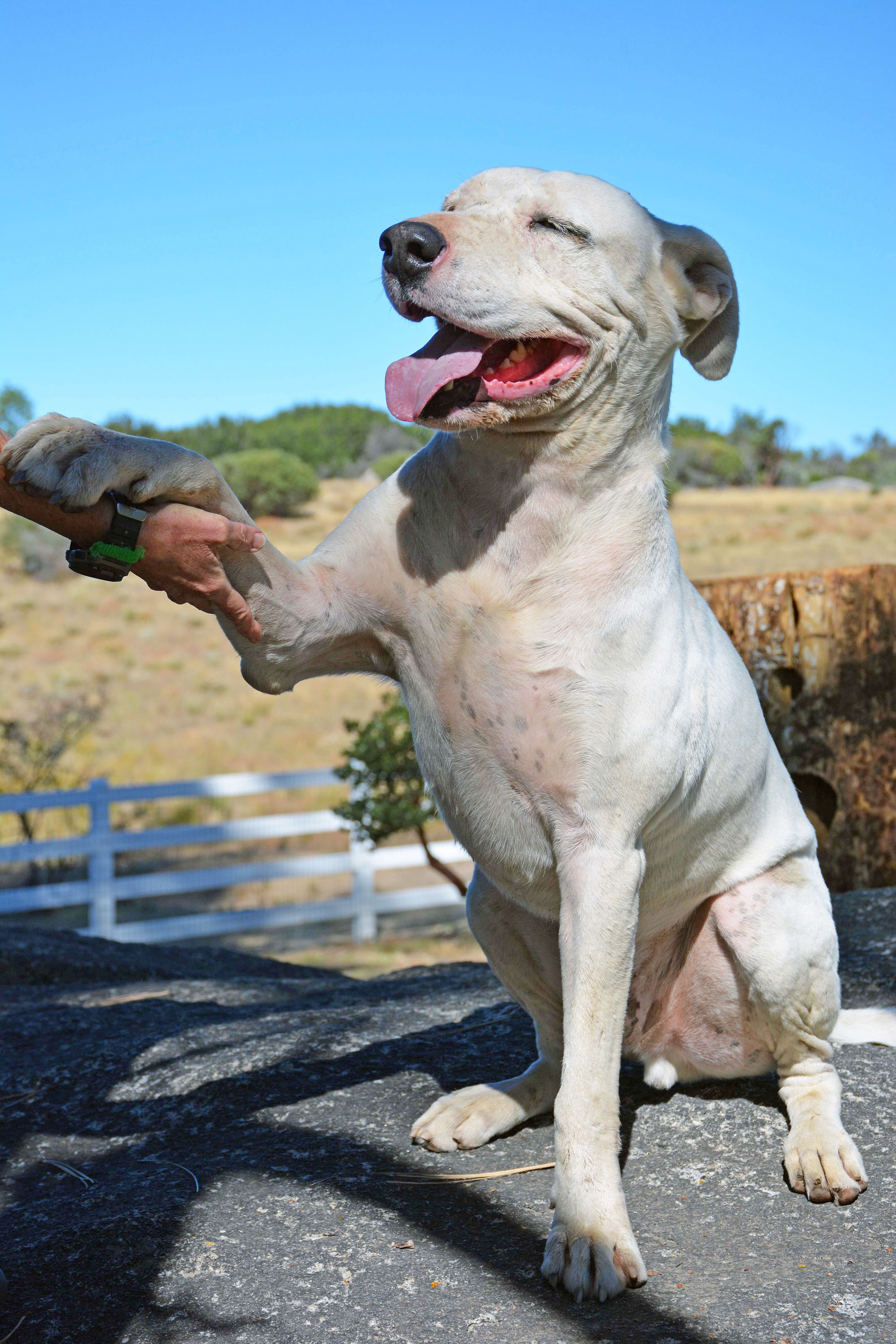 Spotty, an adoptable American Bulldog in Mountain Center, CA, 92561 | Photo Image 4