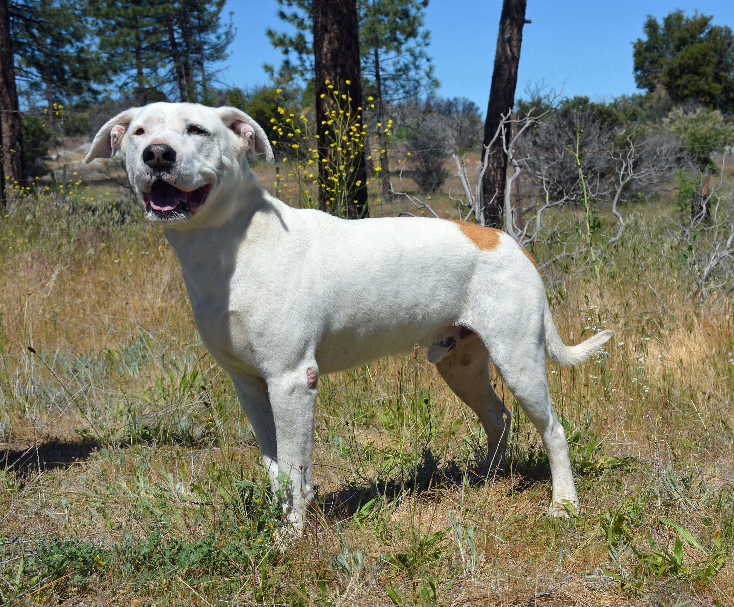 Spotty, an adoptable American Bulldog in Mountain Center, CA, 92561 | Photo Image 5